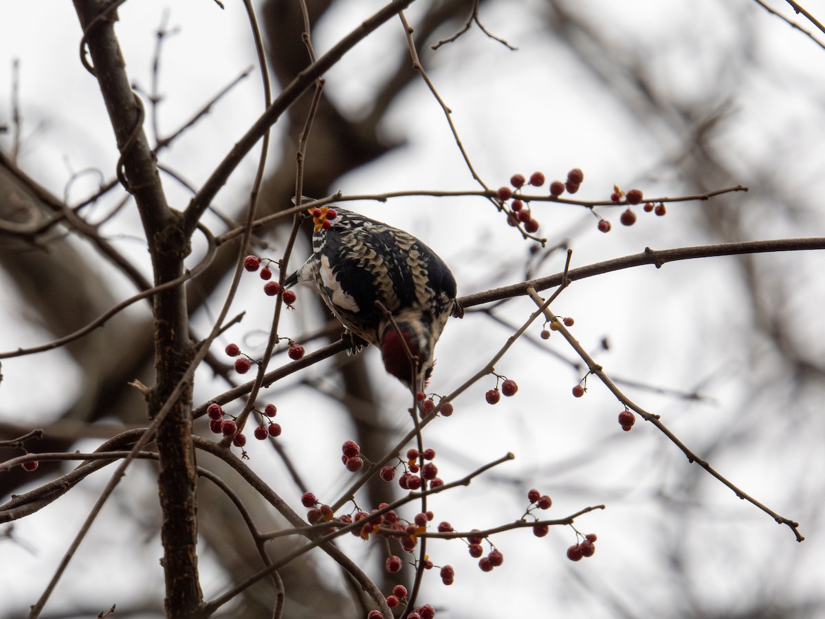 Yellow-bellied Sapsucker - ML647384142