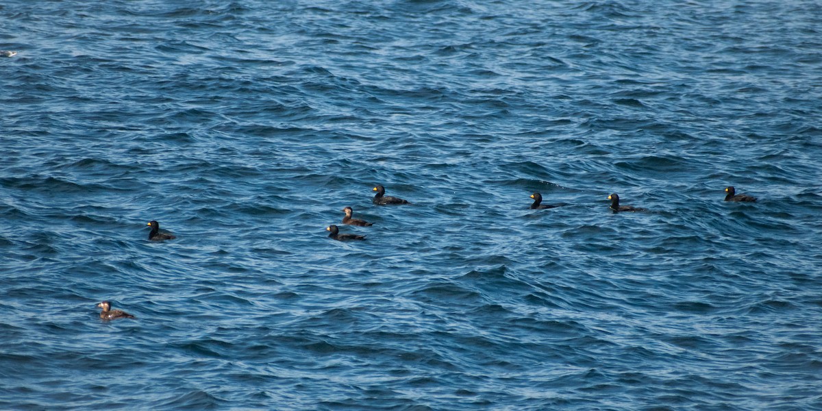 Американская синьга - ML647384150