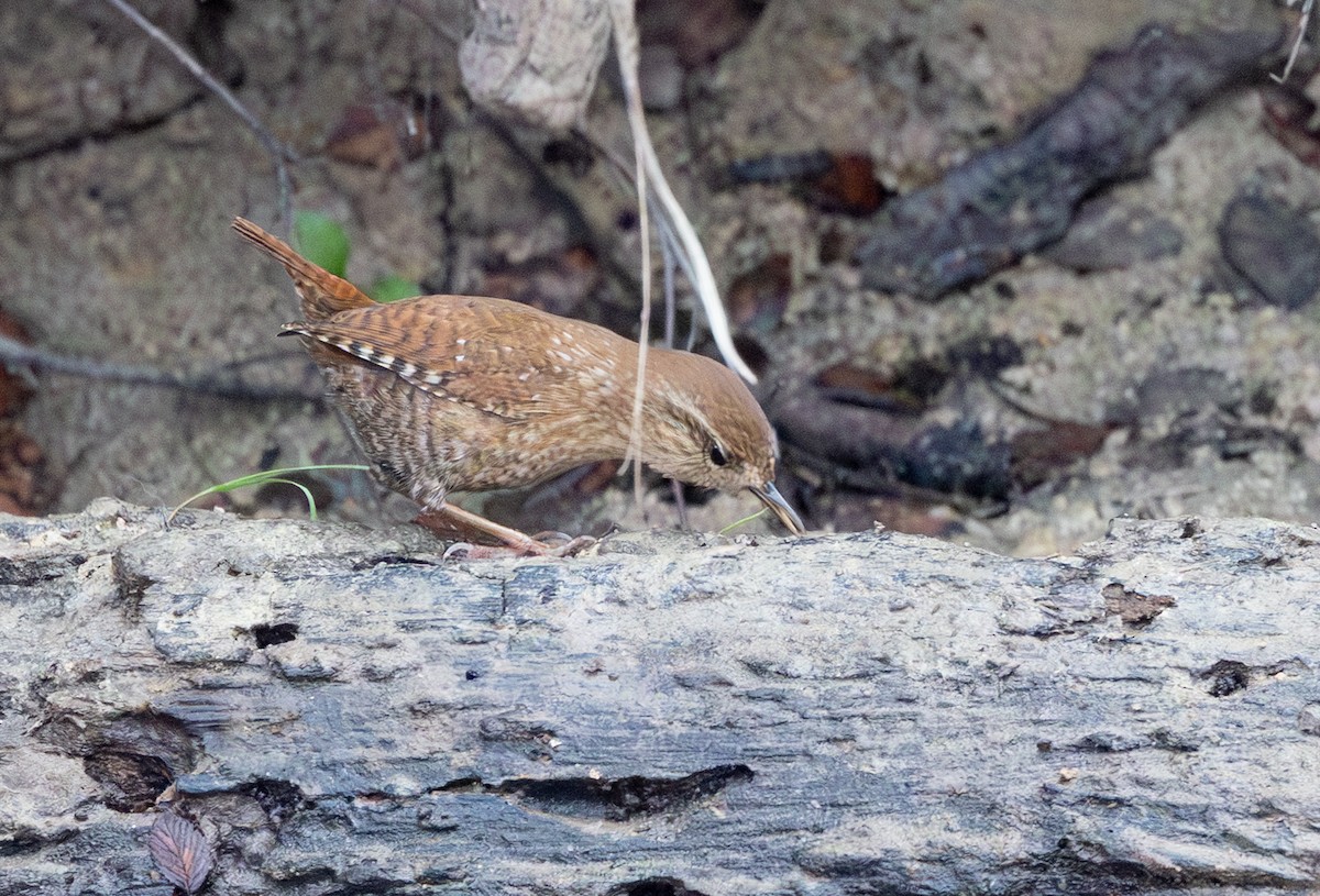 フユミソサザイ - ML647384152