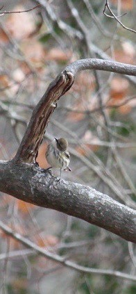 Kronenwaldsänger - ML647384156