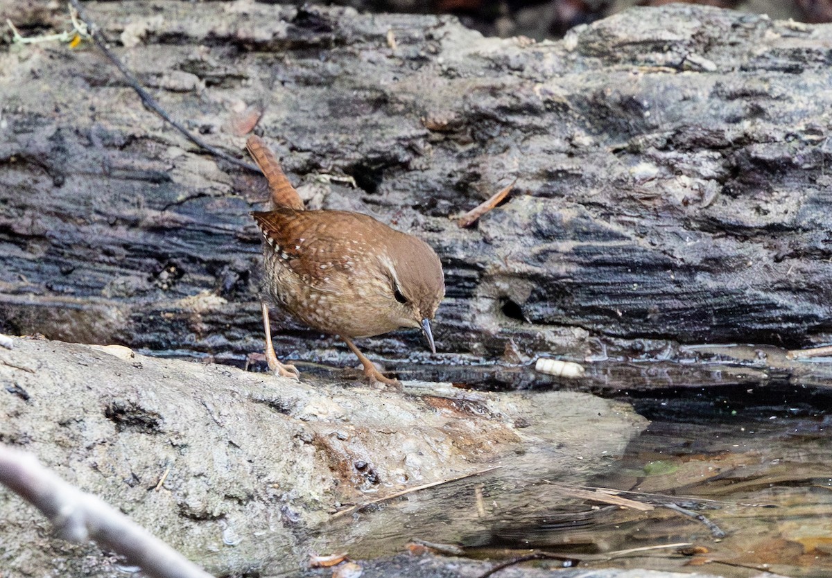 フユミソサザイ - ML647384161