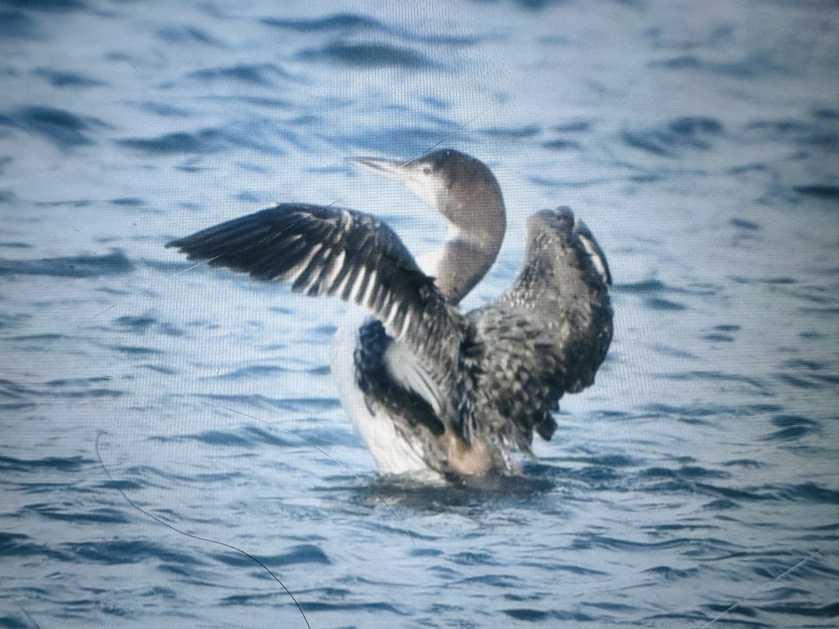 Common Loon - ML647384169