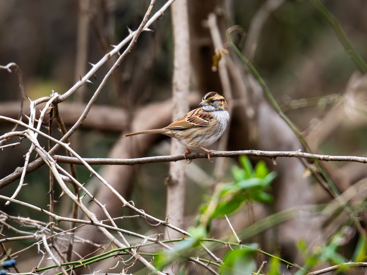 White-throated Sparrow - ML647384174