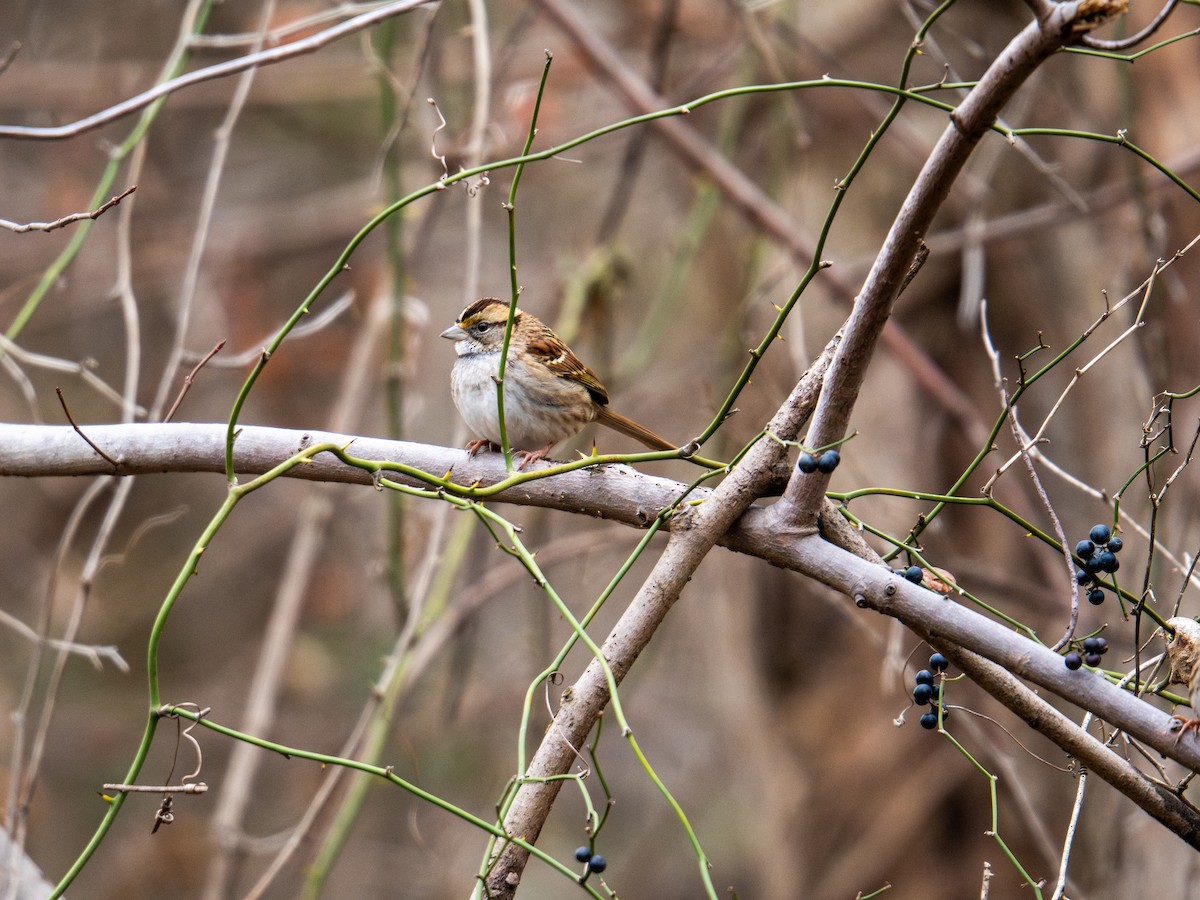 White-throated Sparrow - ML647384175