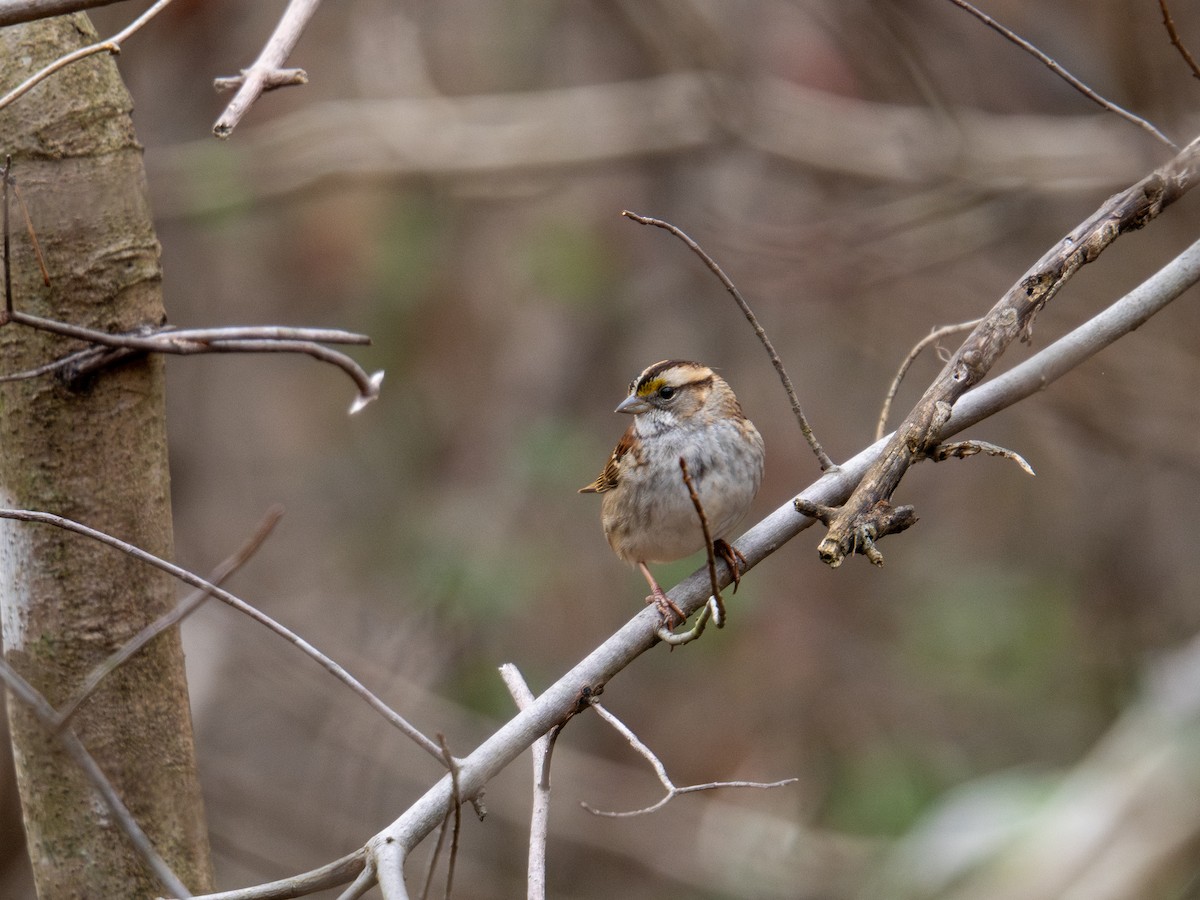 White-throated Sparrow - ML647384176