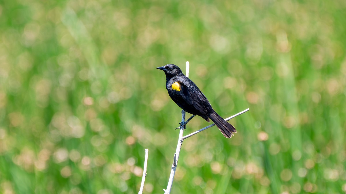 Yellow-winged Blackbird - ML647384177