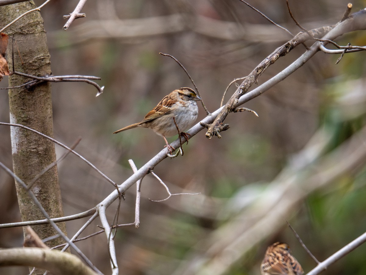 White-throated Sparrow - ML647384181