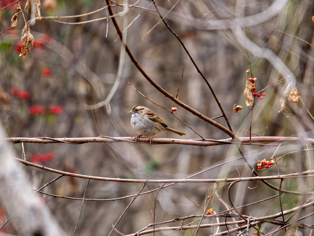 White-throated Sparrow - ML647384183