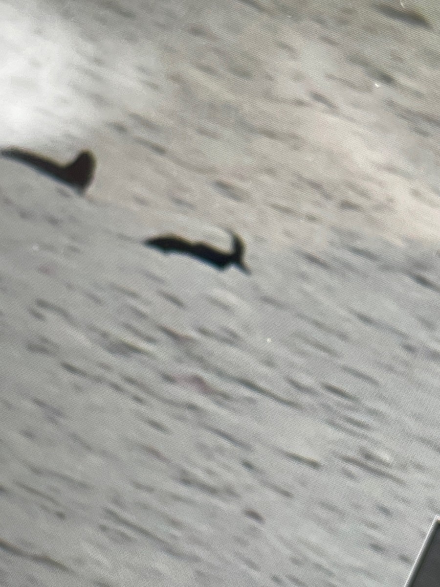 Büffelkopfente - ML647384190