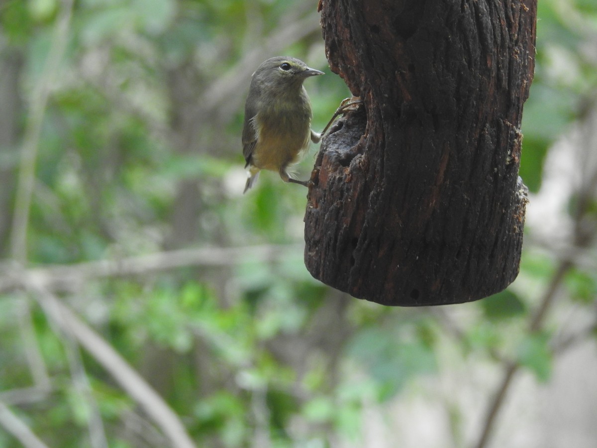 Orange-crowned Warbler - ML647384201