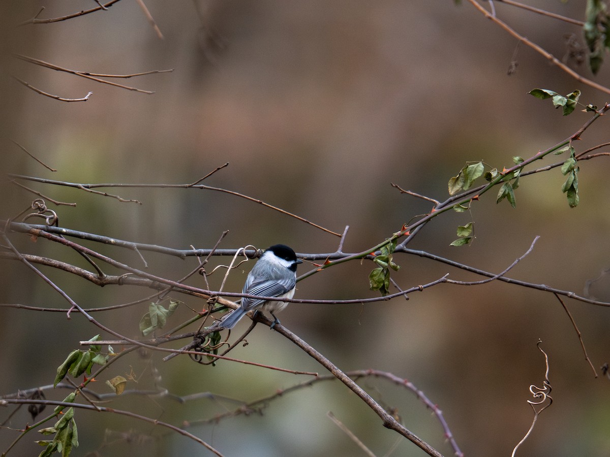 Carolina Chickadee - ML647384203