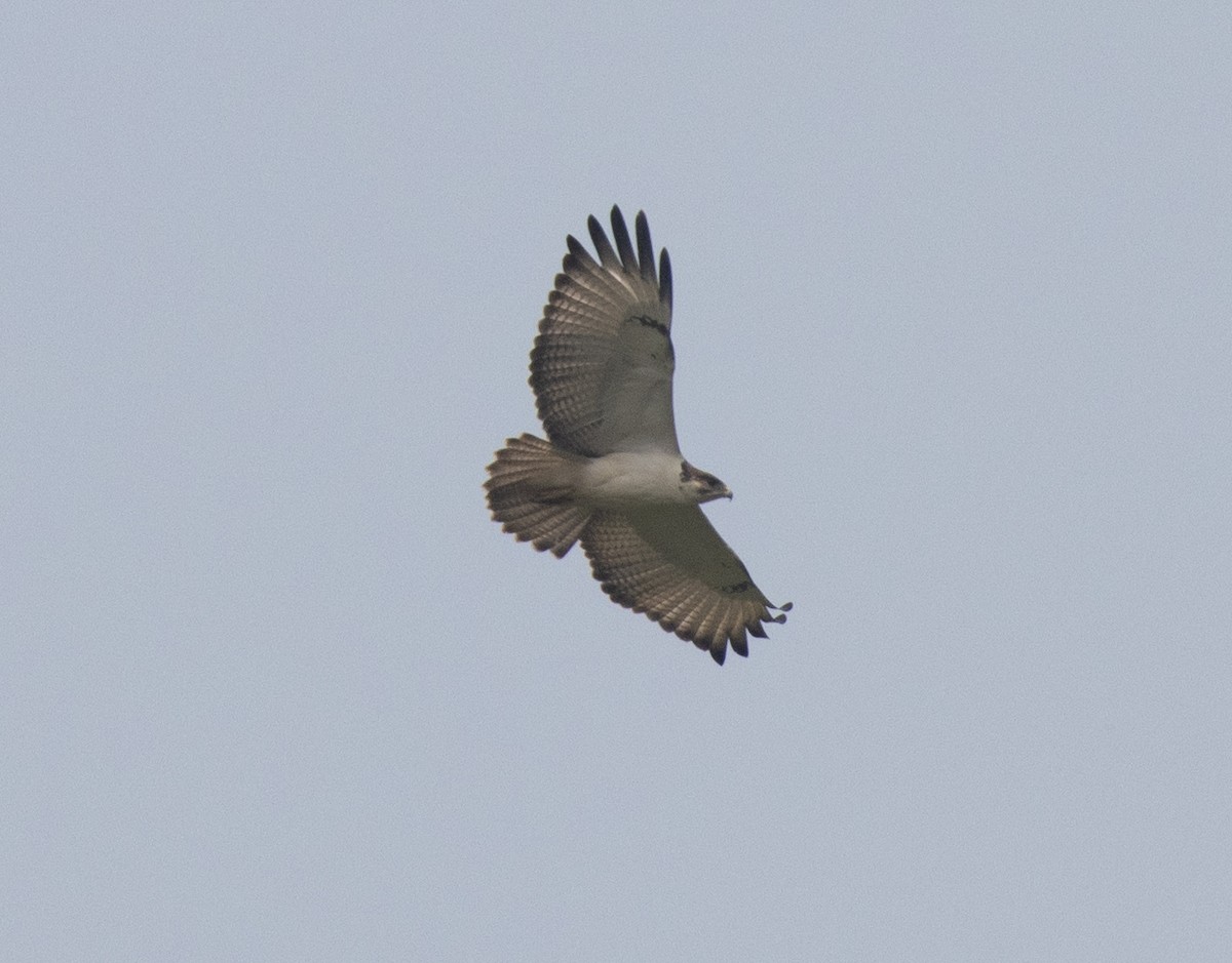 Augur Buzzard (Augur) - ML647384212