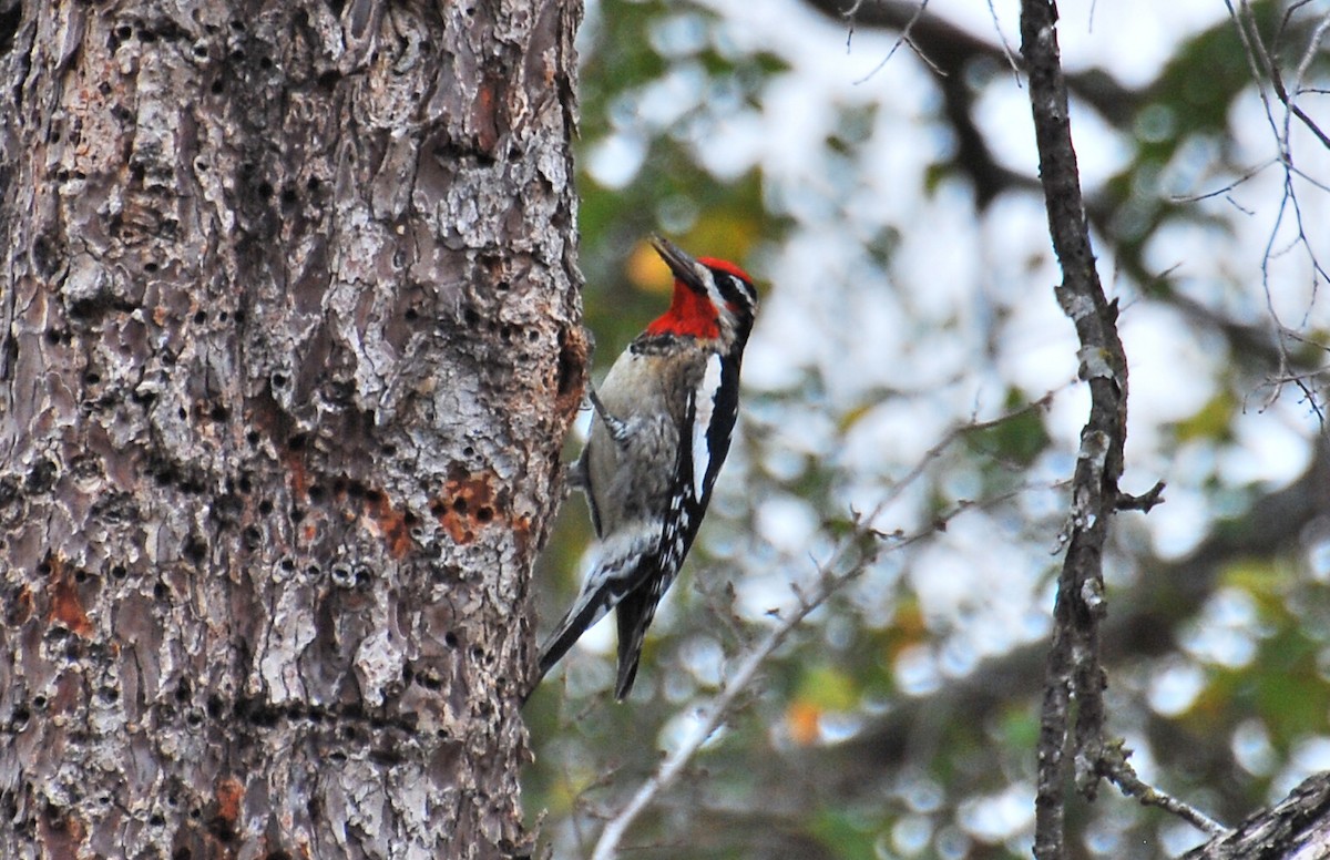 Red-naped Sapsucker - ML647384213