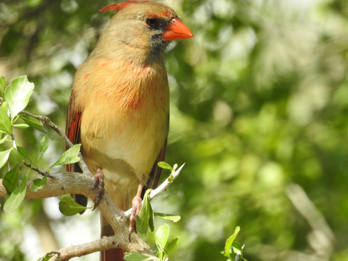 Northern Cardinal - ML647384217
