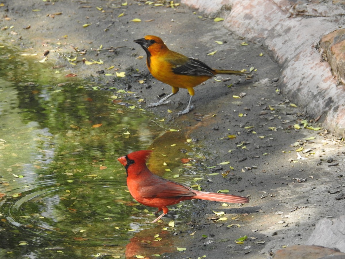 Northern Cardinal - ML647384219