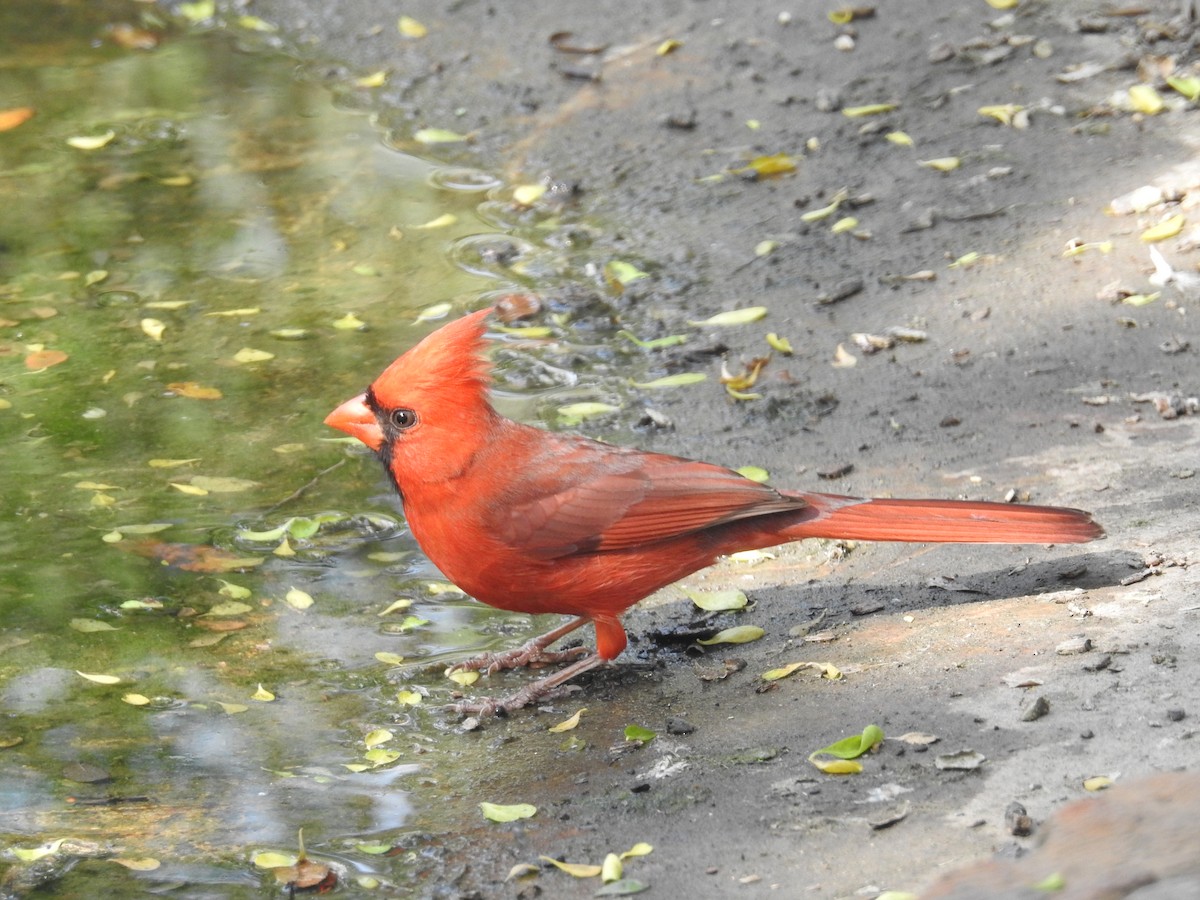 Northern Cardinal - ML647384220