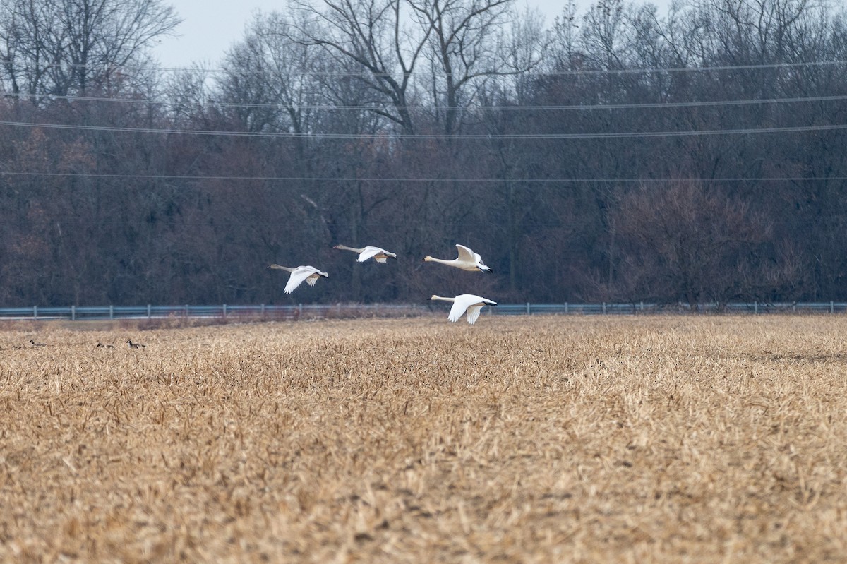 Tundra Swan - ML647384221