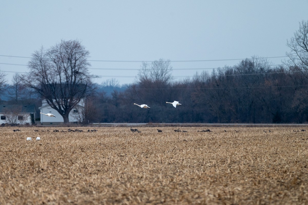 Tundra Swan - ML647384223
