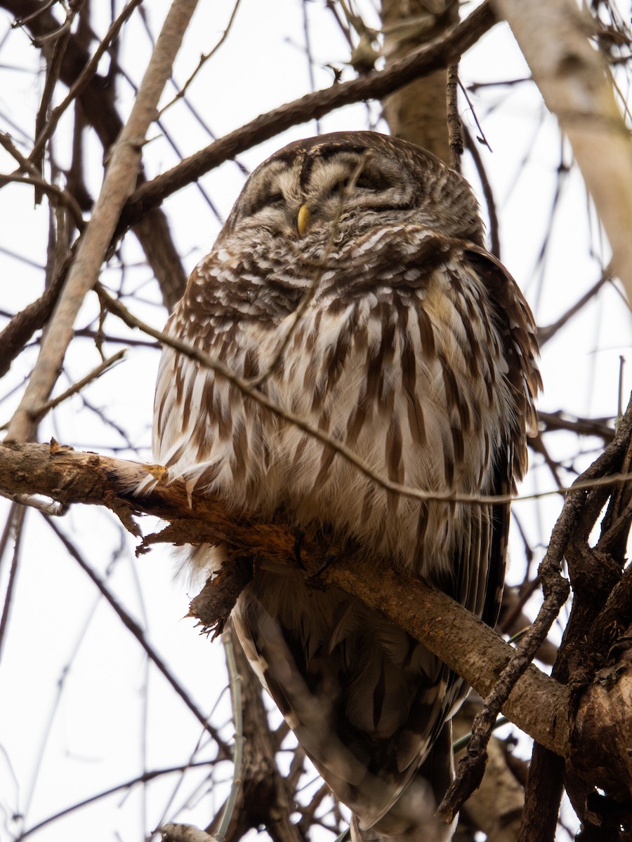 Barred Owl - ML647384231