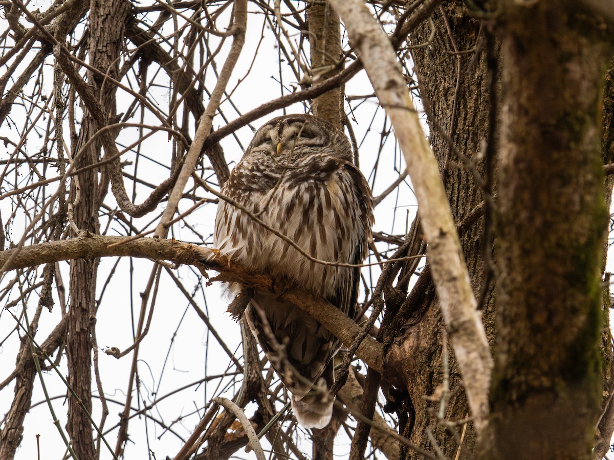 Barred Owl - ML647384234