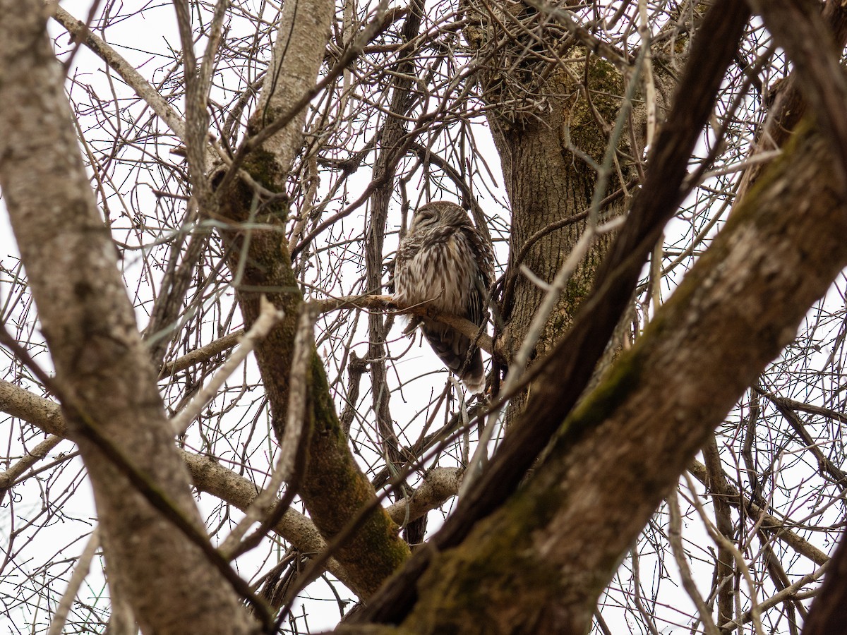 Barred Owl - ML647384236