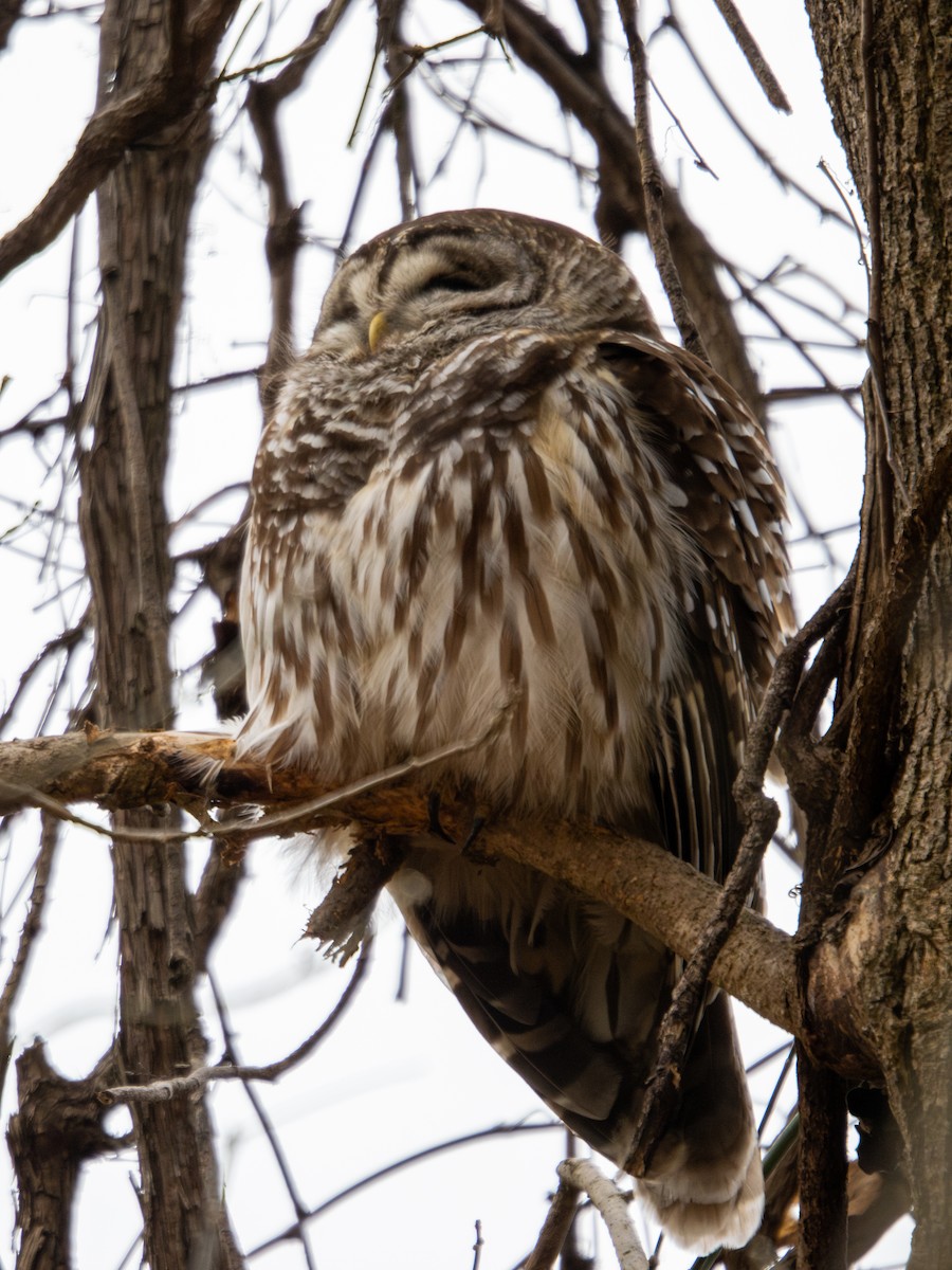 Barred Owl - ML647384238