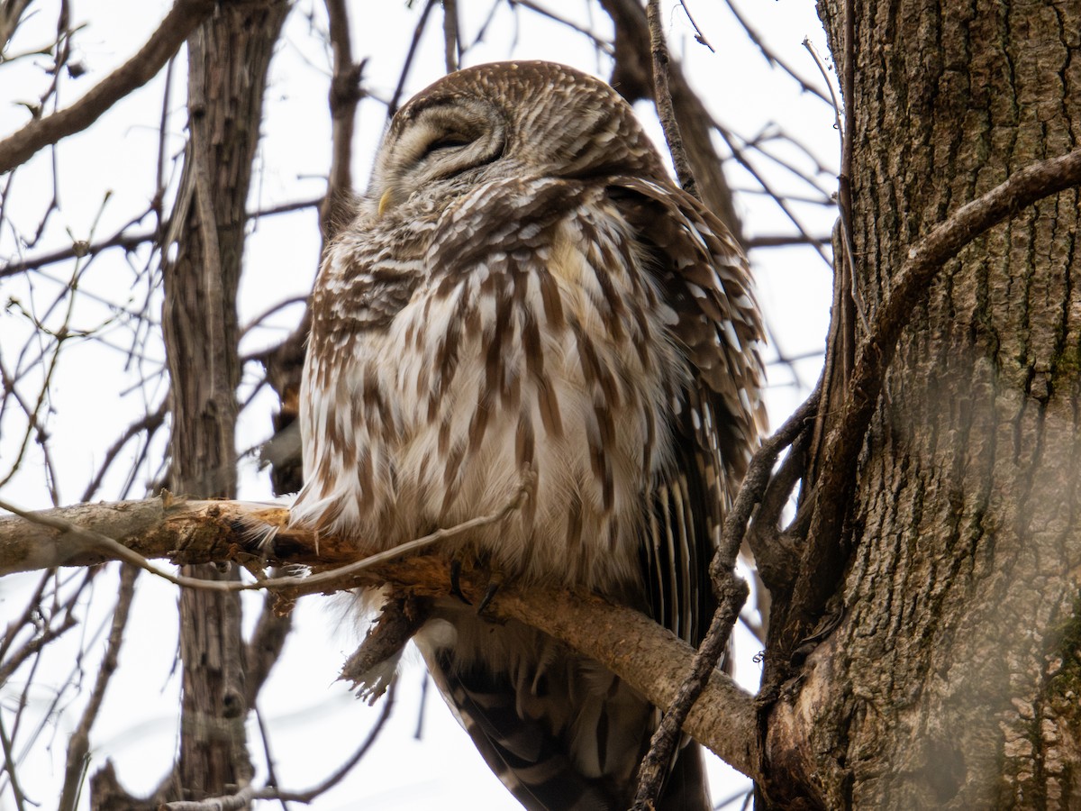 Barred Owl - ML647384239
