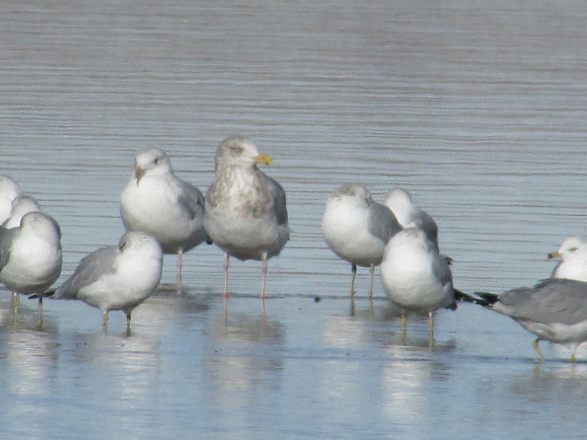 American Herring/Iceland Gull - ML647384253