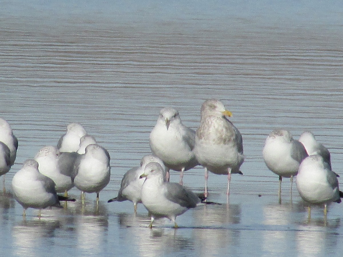 American Herring/Iceland Gull - ML647384255