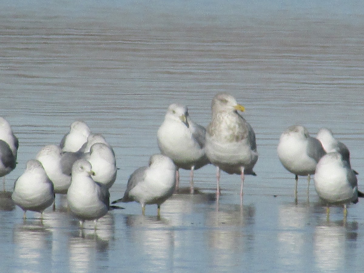American Herring/Iceland Gull - ML647384256