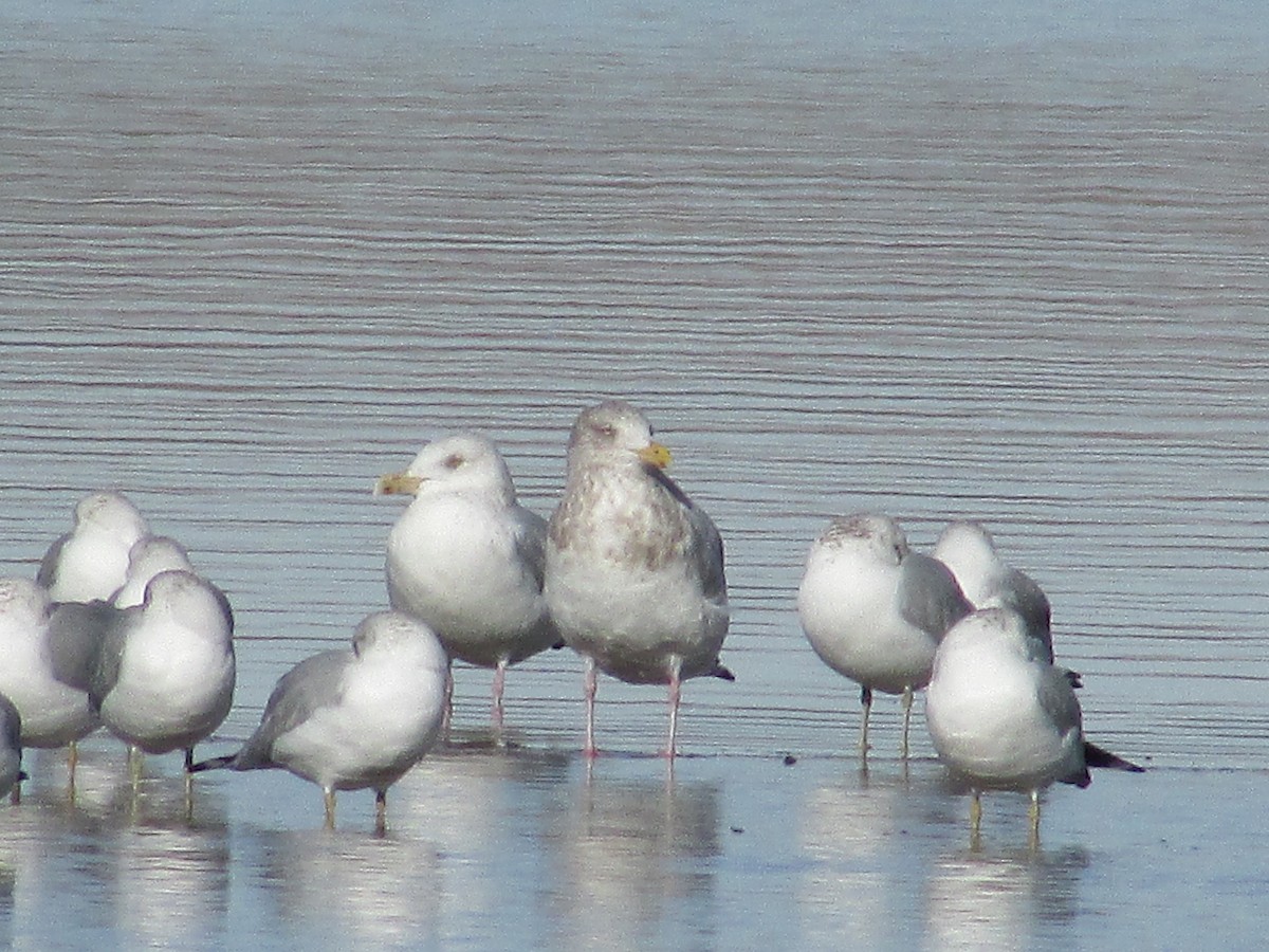 American Herring/Iceland Gull - ML647384263