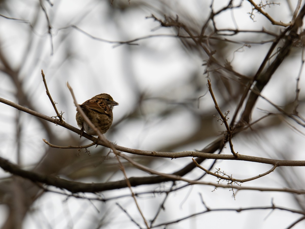 White-throated Sparrow - ML647384269