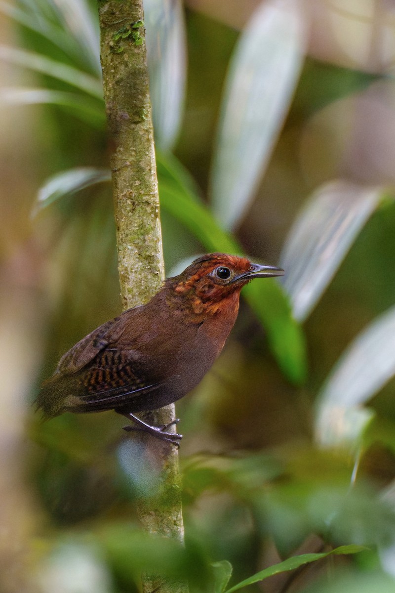 Musician Wren (Imeri) - ML647384273