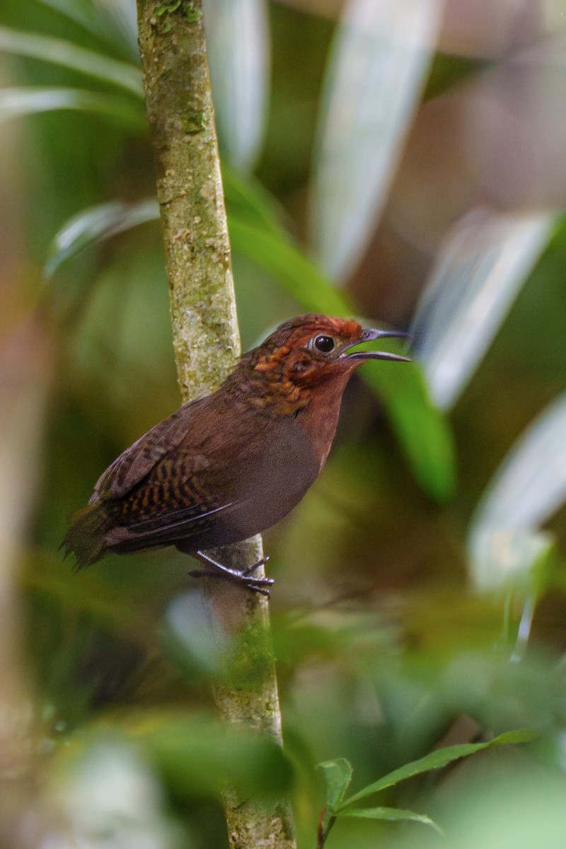 Musician Wren (Imeri) - ML647384274