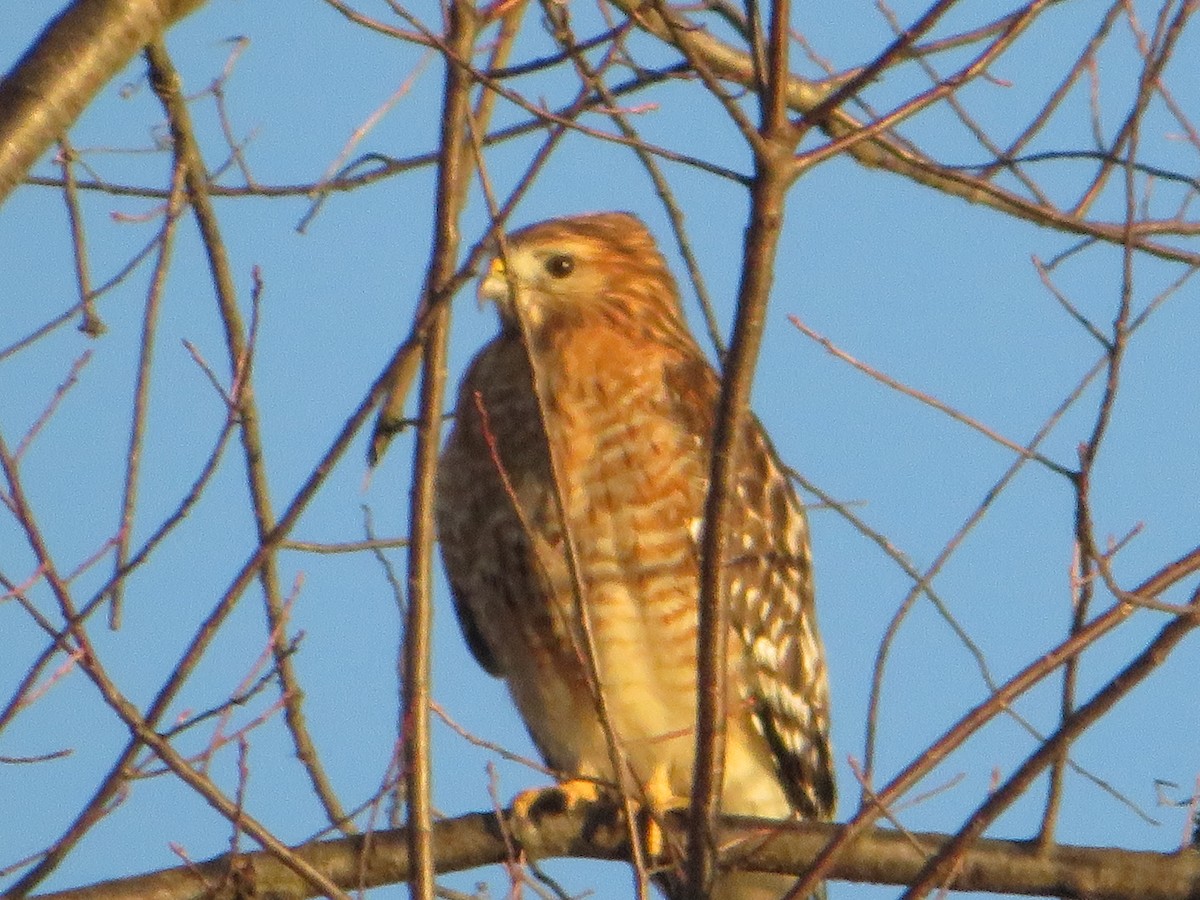 Red-shouldered Hawk - ML647384278