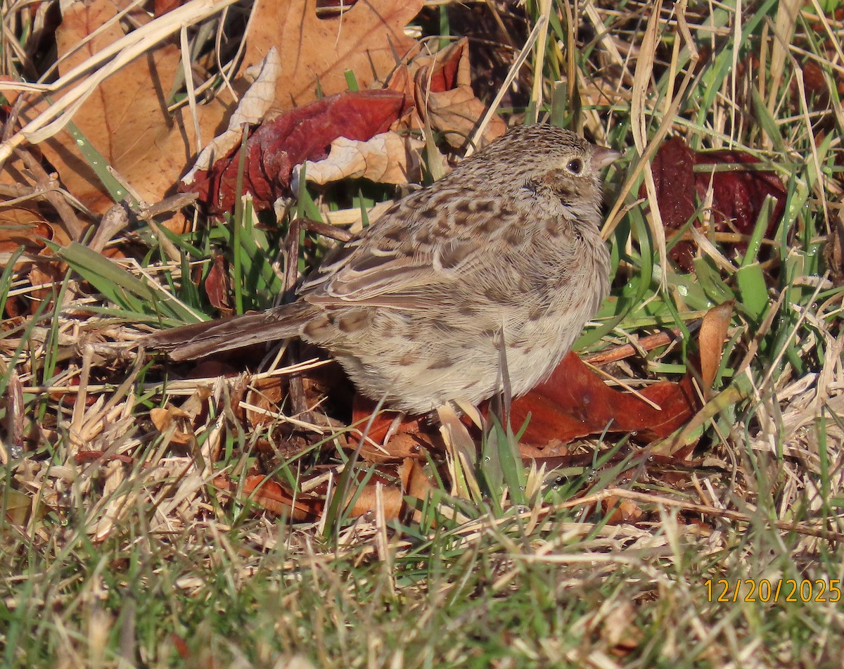 サメスズメモドキ - ML647384279