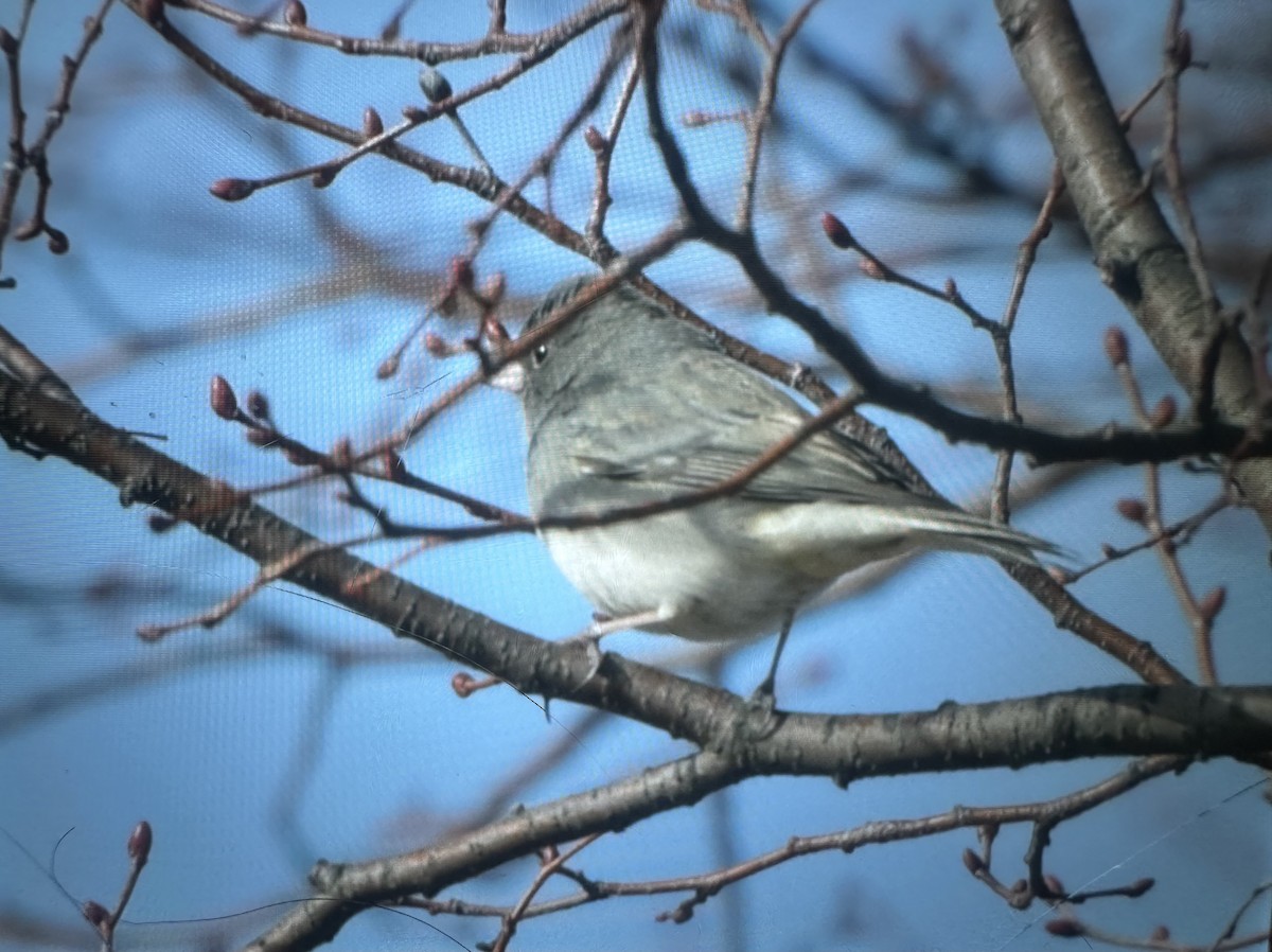 Dark-eyed Junco - ML647384292