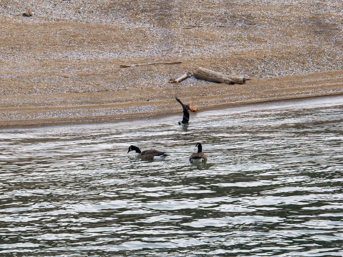 Canada Goose - ML647384294