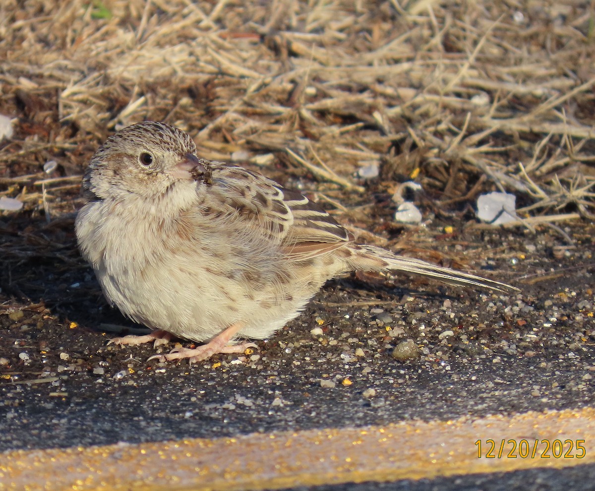 サメスズメモドキ - ML647384295