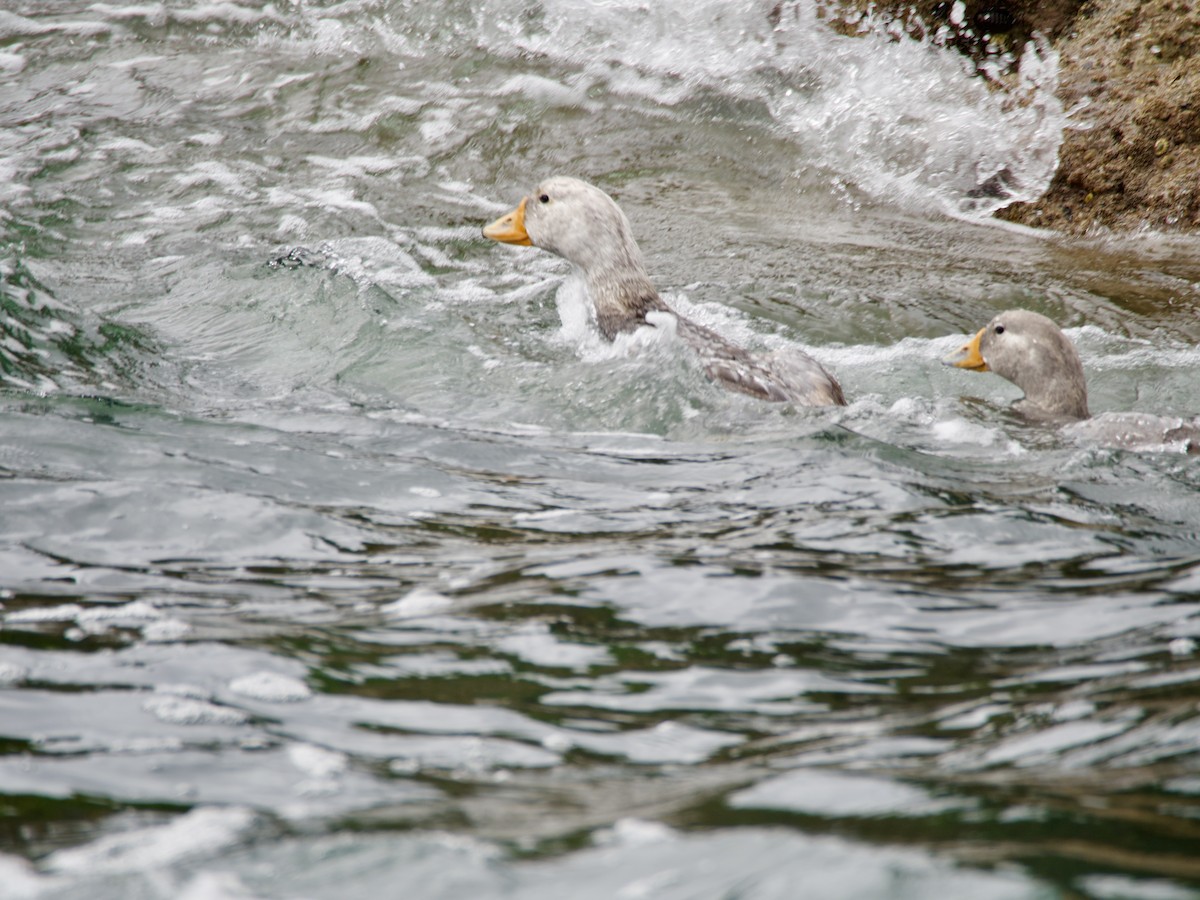 オオフナガモ - ML647384297