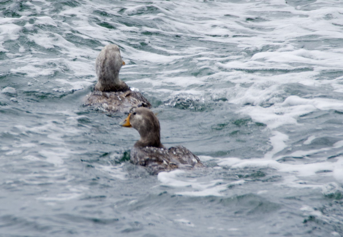 オオフナガモ - ML647384301