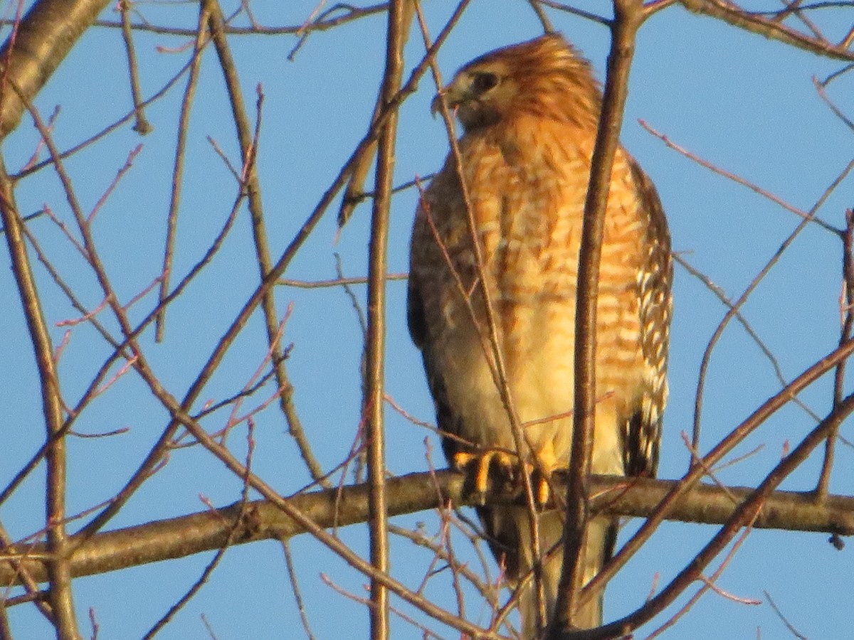 Red-shouldered Hawk - ML647384304