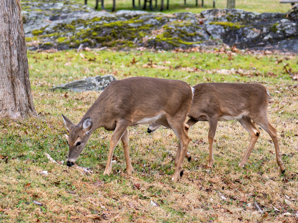 Animals - ML647384312