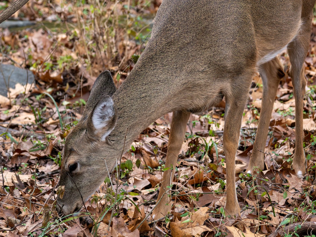 Animals - ML647384323