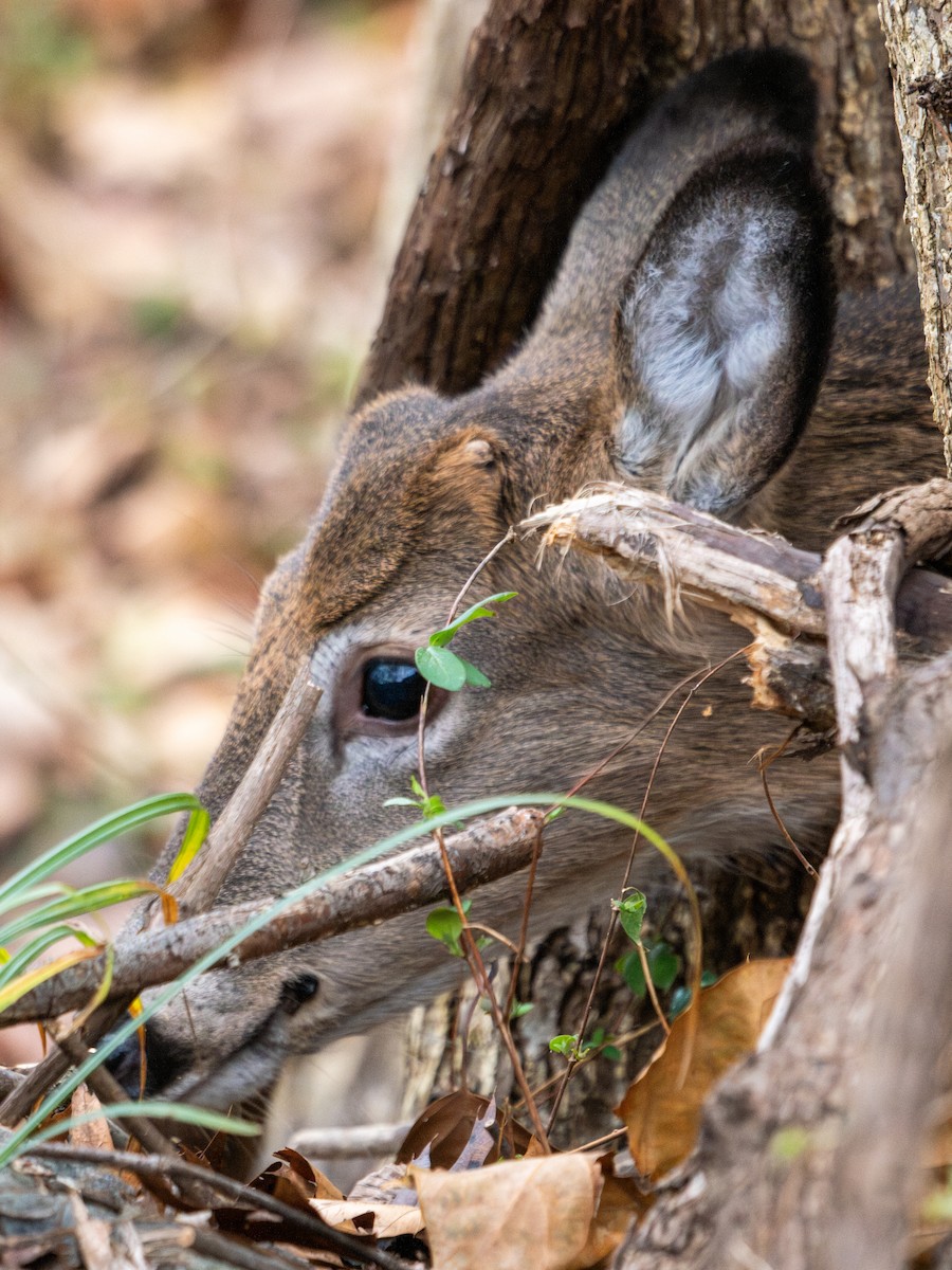 Animals - ML647384324