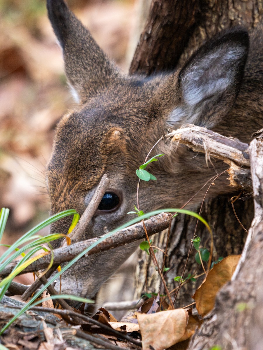 Animals - ML647384330