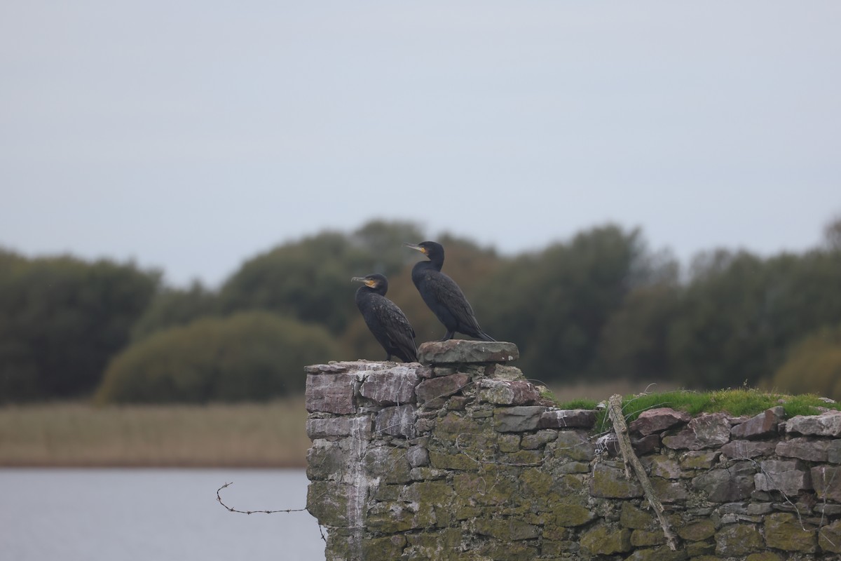 Great Cormorant - ML647384331