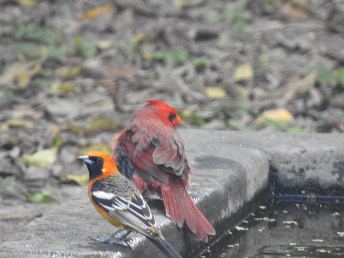 Hooded Oriole - ML647384332