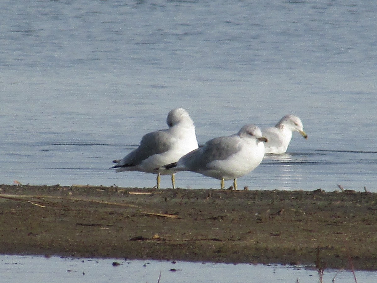 Ring-billed Gull - ML647384333