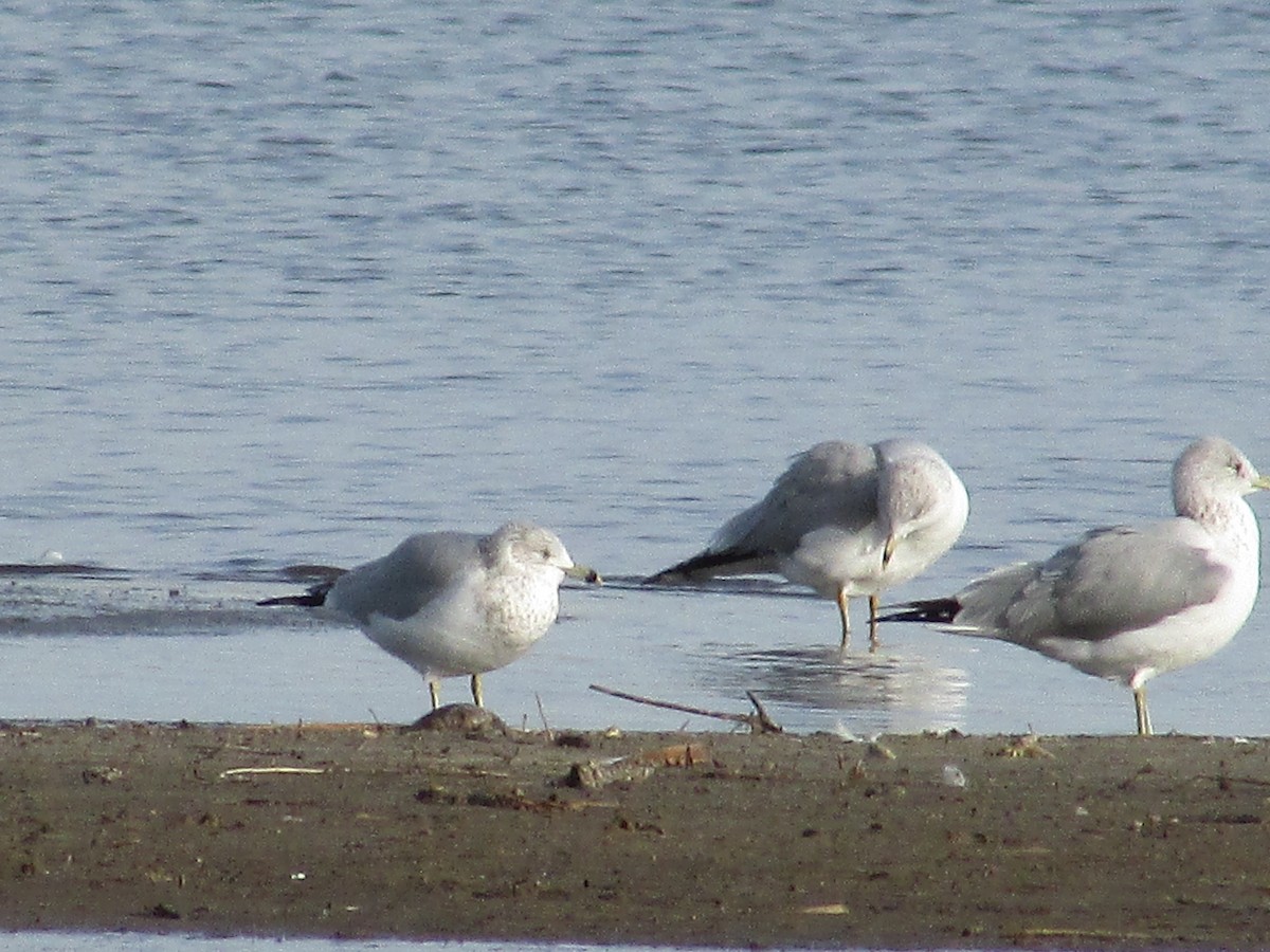 Ring-billed Gull - ML647384334